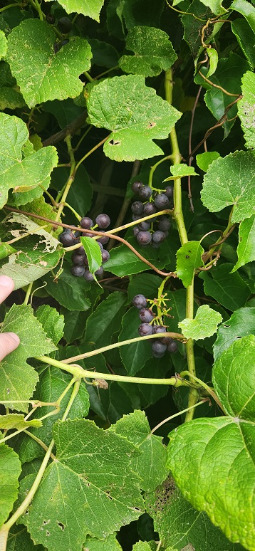 grape blackk.jpg